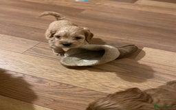 Cockapoo dogs for sale: Yankee doodles cockapoos  - Advert 4