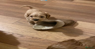 Cockapoo dogs Yankee doodles cockapoos  - Advert 14