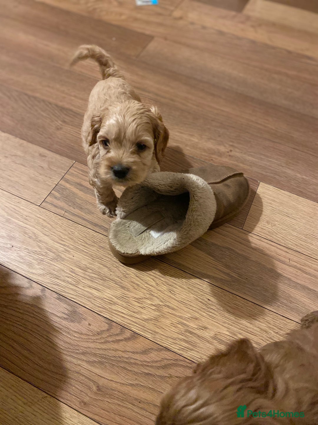 Cockapoo dogs for sale: Yankee doodles cockapoos  - Advert 4