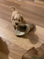 Cockapoo dogs Yankee doodles cockapoos - Advert 14