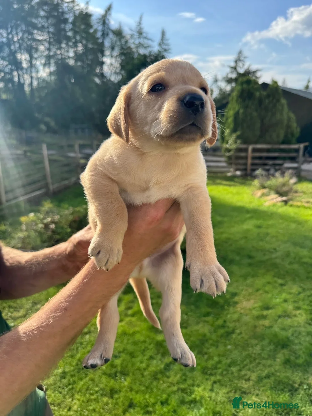 Labrador Retriever dogs for sale: Labradors for sale  in Newtonmore - Advert 2