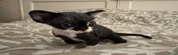 Devon Rex cats for sale: 2026 Devon Rex litters  - Advert 8
