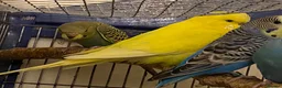 Budgerigars birds for sale: 7 Budgies for sale  - Advert 9