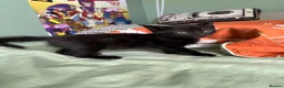 Mixed Breed cats for sale: 3 identical black boys  - Advert 5