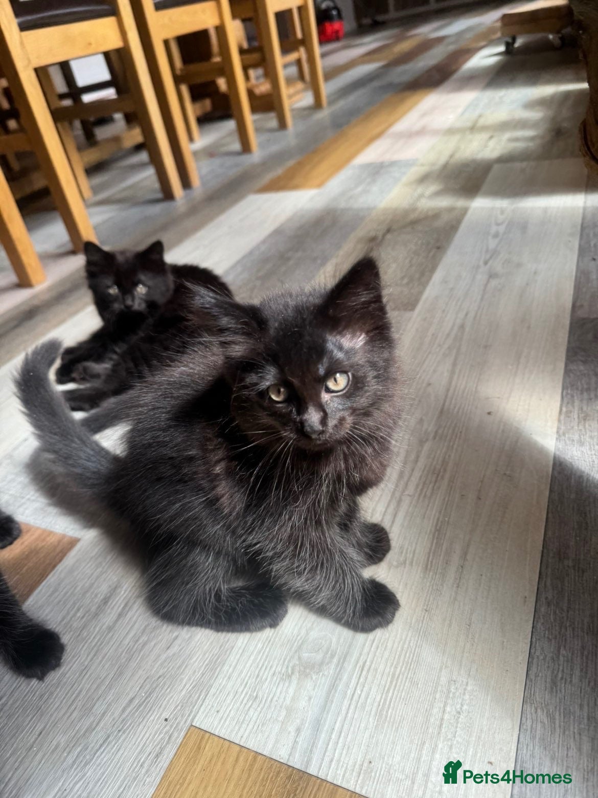 Mixed Breed cats 3 quarter ragdoll kittens for sale - Advert 7