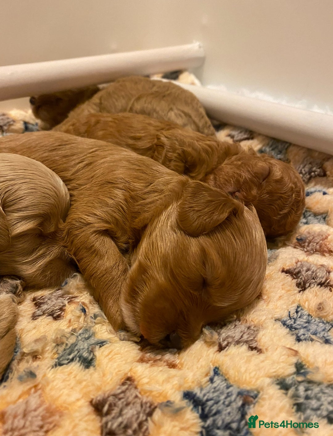Maltipoo dogs for sale: *** Tiny Korean Maltipoo Babies *** - Image 4
