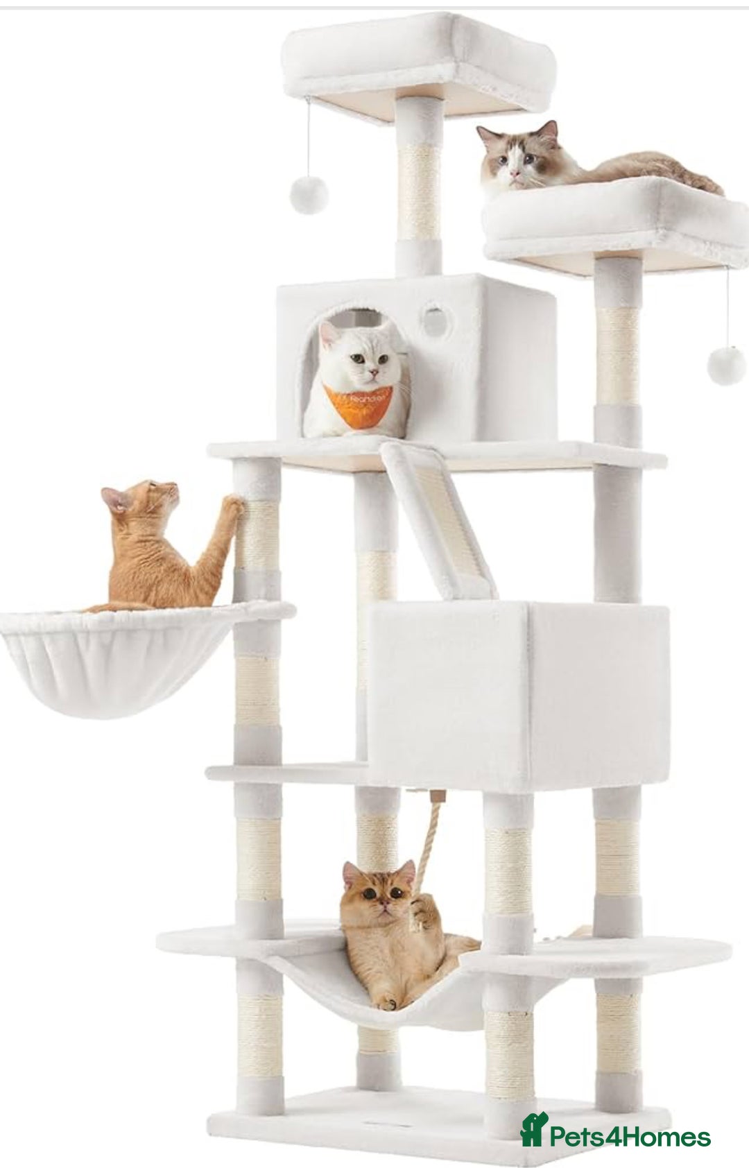 Mixed Breed cats for sale: Female cat  - Advert 6