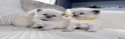 Ragdoll cats for sale: Blue Point Ragdoll Kittens for sale - Advert 13