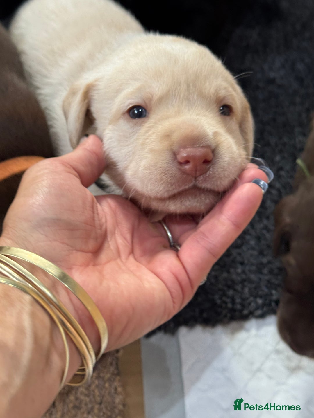Labrador Retriever dogs for sale: EXCELLENT &UNIQUE LAB PUPPIES AV 12 NOV £1450 - Image 4