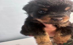 Rottweiler dogs for sale: 🐾 Pure Bred Rottweiler Puppies 🐾 - Image 24