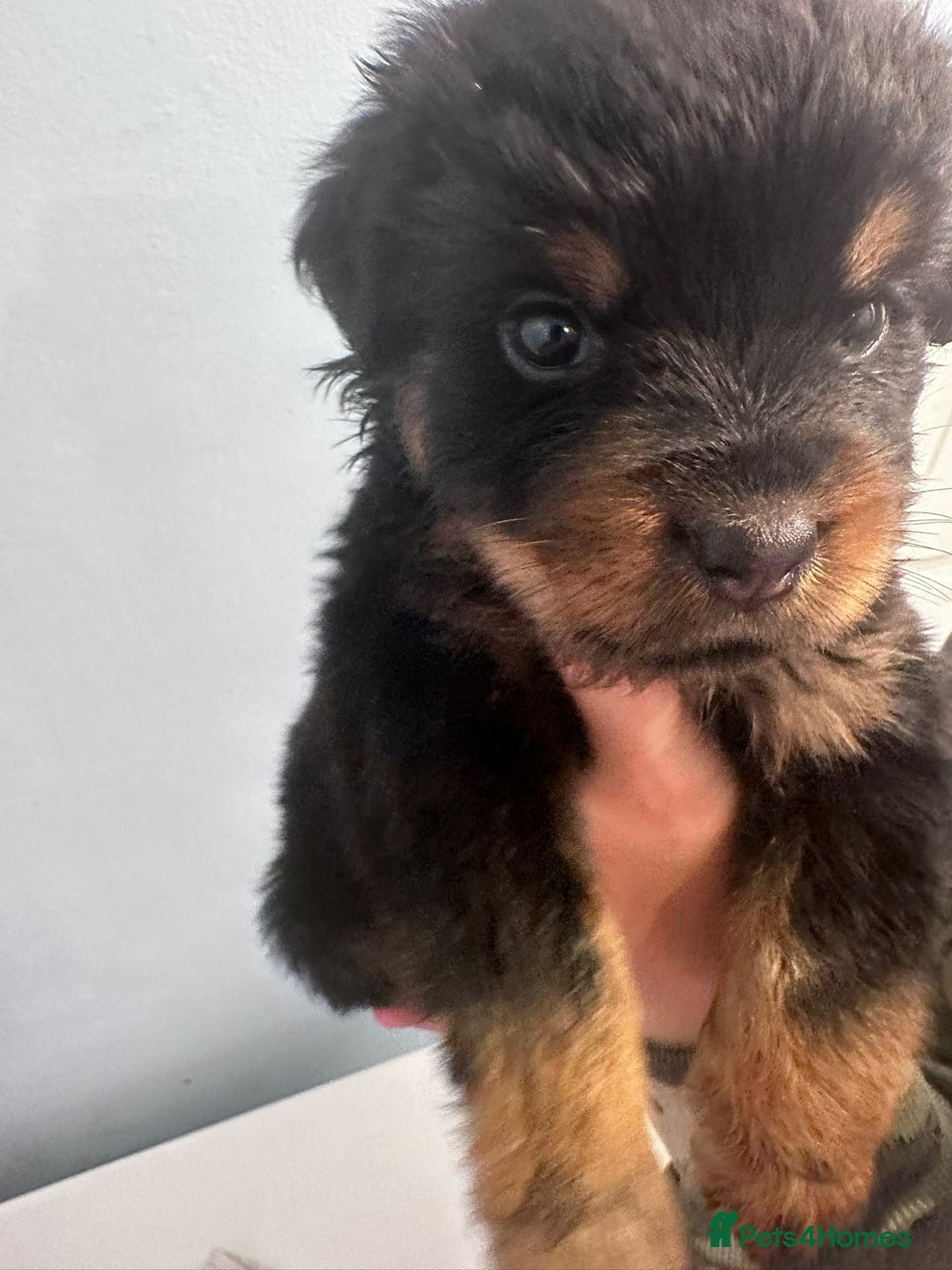 Rottweiler dogs for sale: 🐾 Pure Bred Rottweiler Puppies 🐾 - Image 24