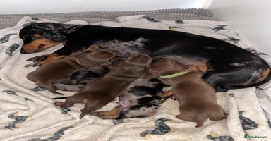Miniature Dachshund dogs - Advert 12