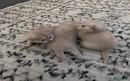 Scottish Fold cats for sale: READY TO RESERVE!! Stunning Scottish Fold Kittens  - Image 4