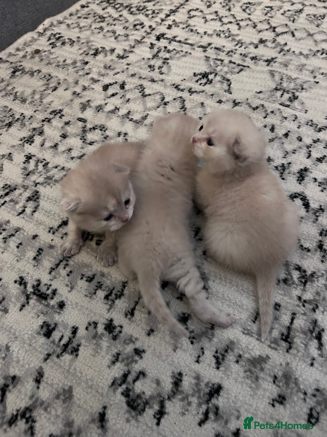 Scottish Fold cats for sale: READY TO RESERVE!! Stunning Scottish Fold Kittens  - Image 4