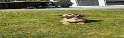 Miniature Dachshund dogs for stud: ee Cream Long coat Miniature Dachshund for Stud - Advert 10