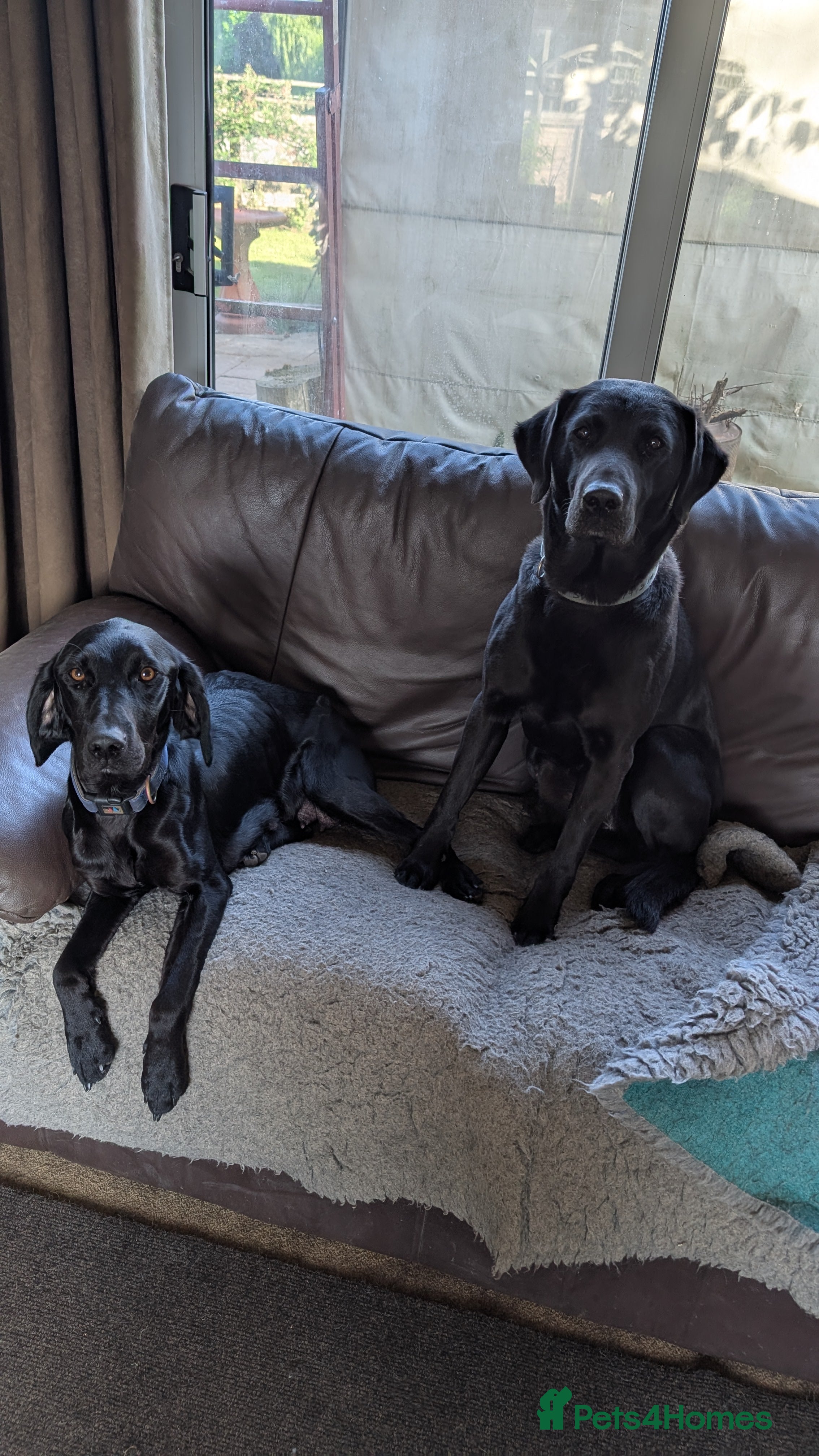 Springador dogs Springador puppies for sale - Advert 1