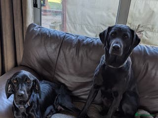 Springador dogs Springador puppies for sale - Advert 16