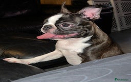 Boston Terrier dogs for sale: Female Boston Terrier - Image 12