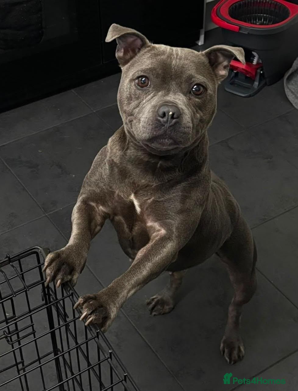 Staffordshire Bull Terrier dogs Blue Staffordshire Bull Terrier  - Advert 1