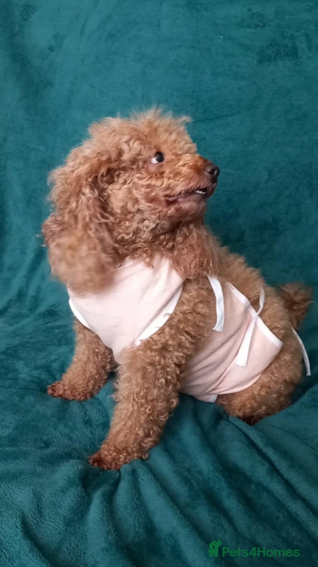 Poodle dogs for adoption: ALISA – Female Poodle - Advert 2