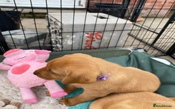 Labrador Retriever dogs for sale: Fox Red Labrador Puppies  - Image 15