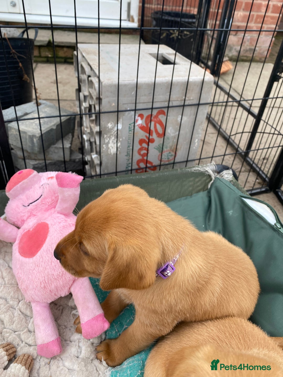 Labrador Retriever dogs for sale: Fox Red Labrador Puppies  - Image 15
