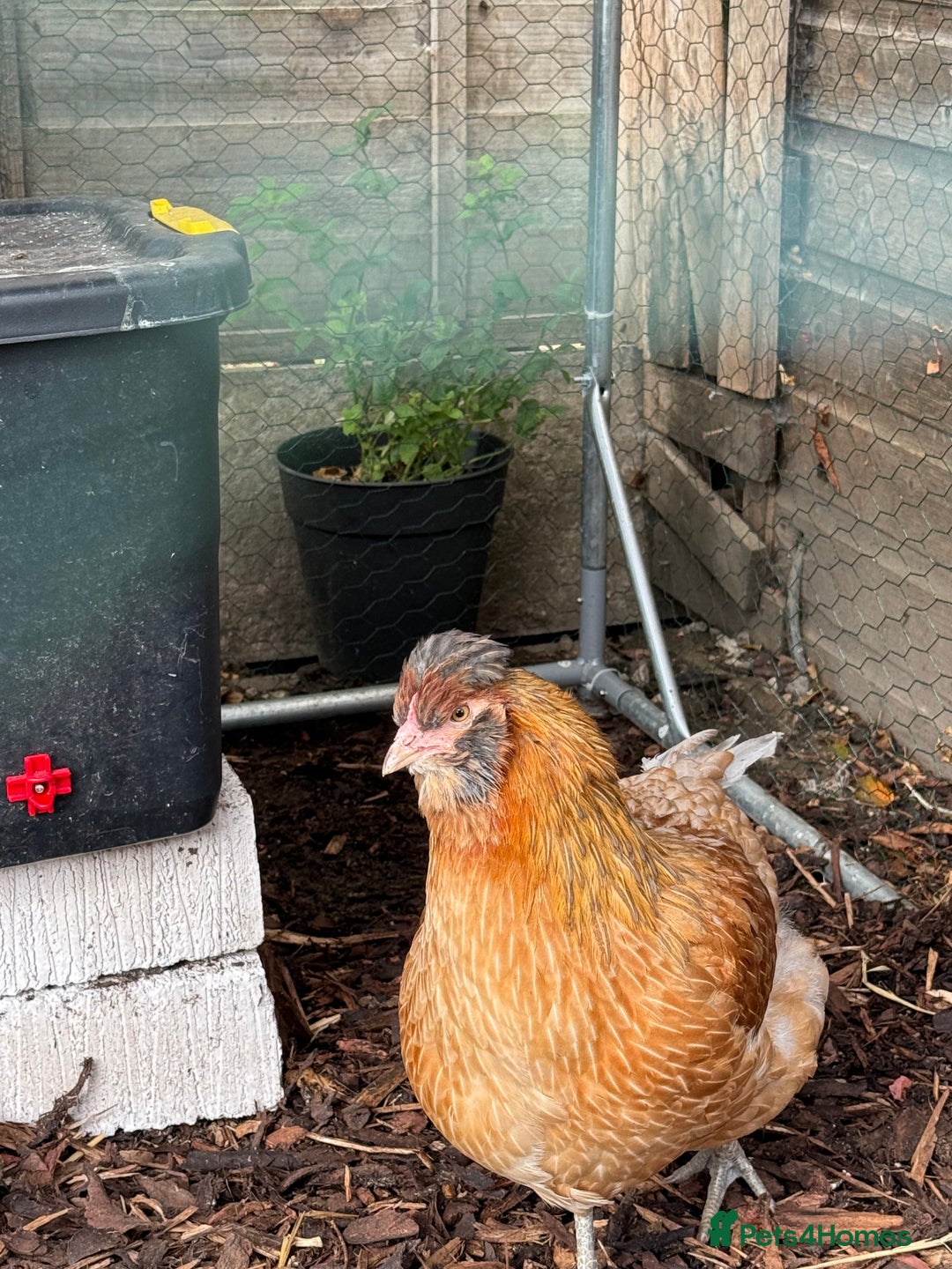 Chickens poultry for sale: Young Laying Hen for Sale - Image 3