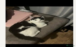 Mixed Breed cats for sale: Ready now beautiful boy chipped - Image 5