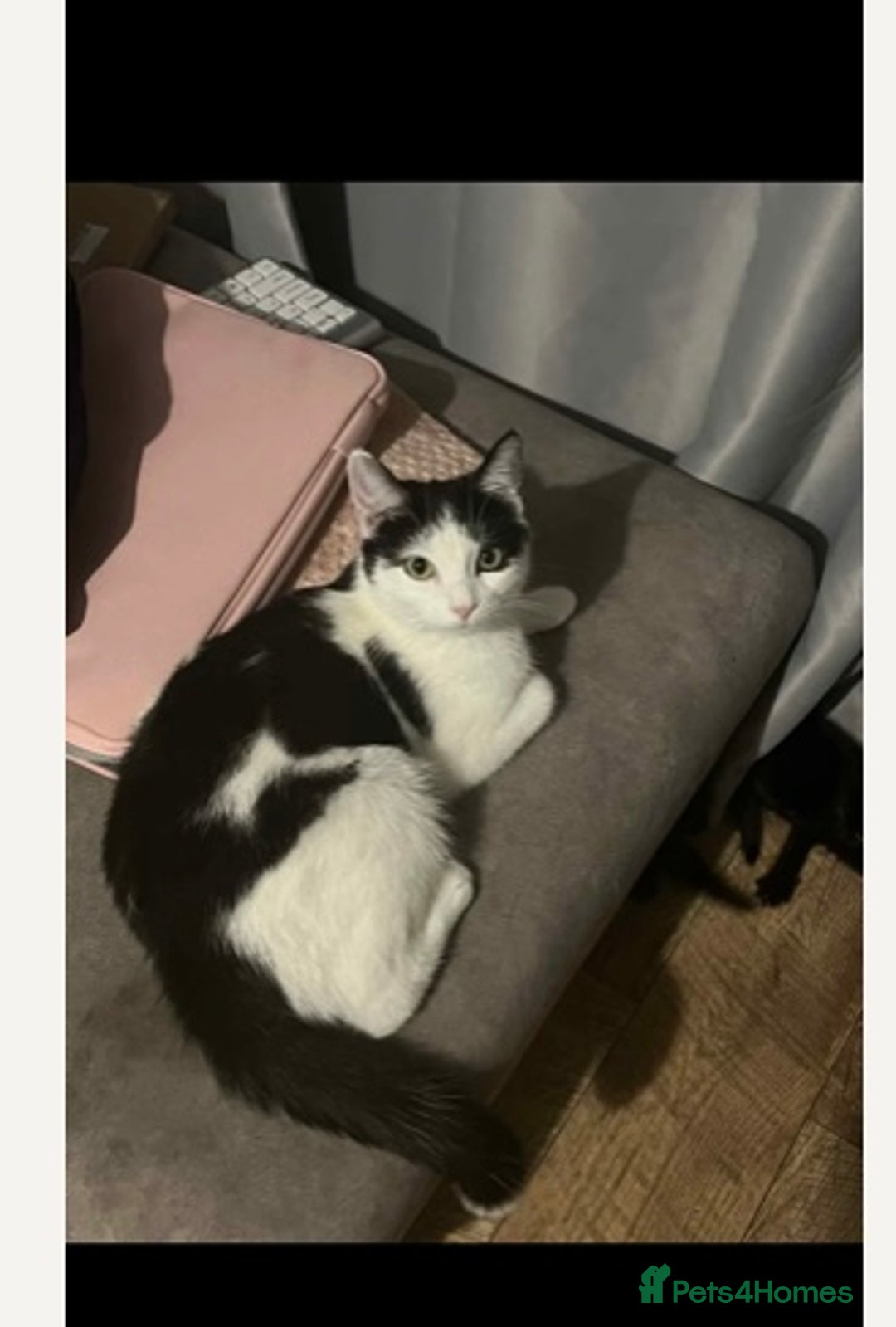Mixed Breed cats for sale: Ready now beautiful boy chipped - Image 5