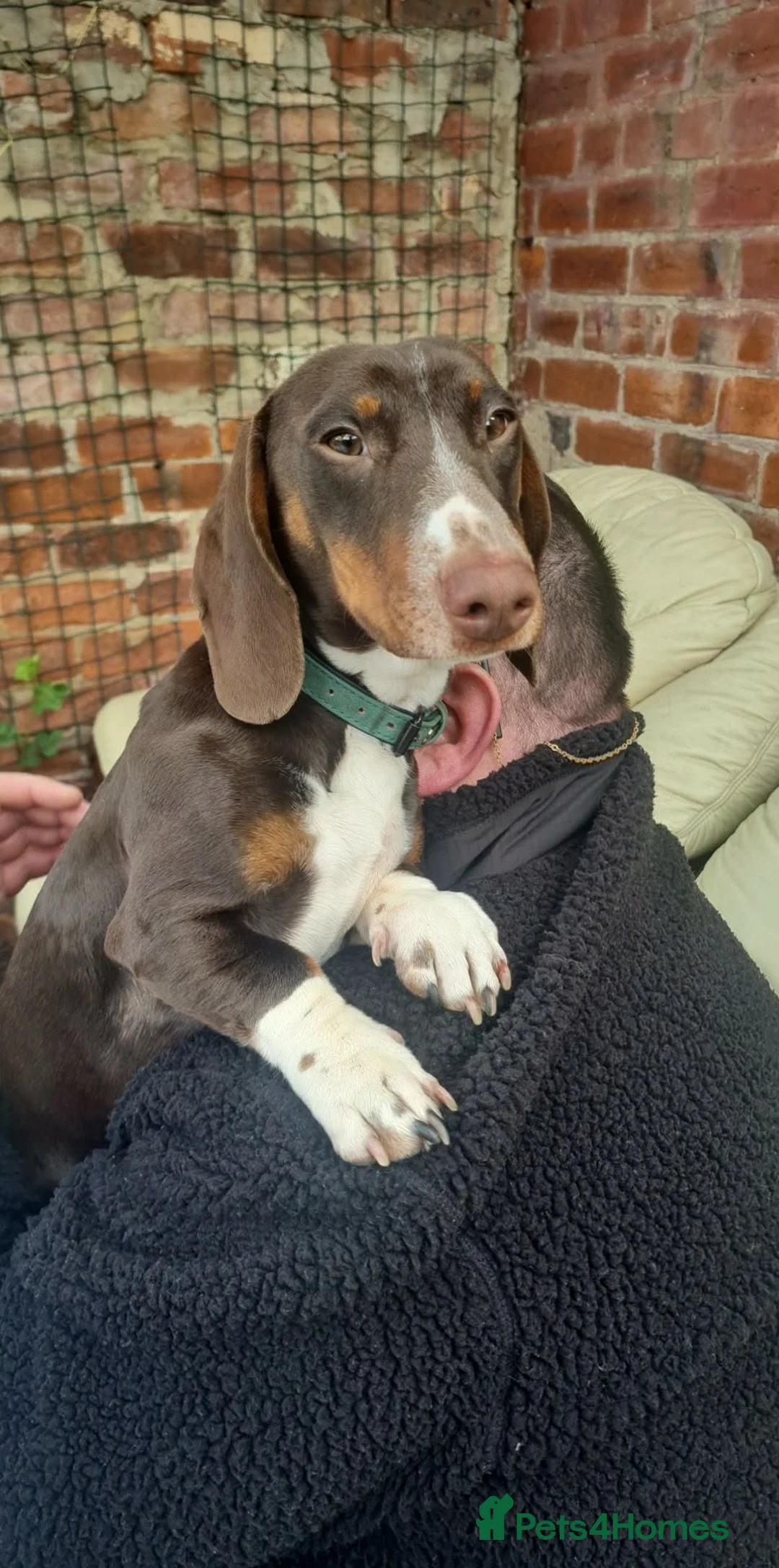 Dachshund dogs for sale: Billy is looking for a new home in Scunthorpe - Advert 2