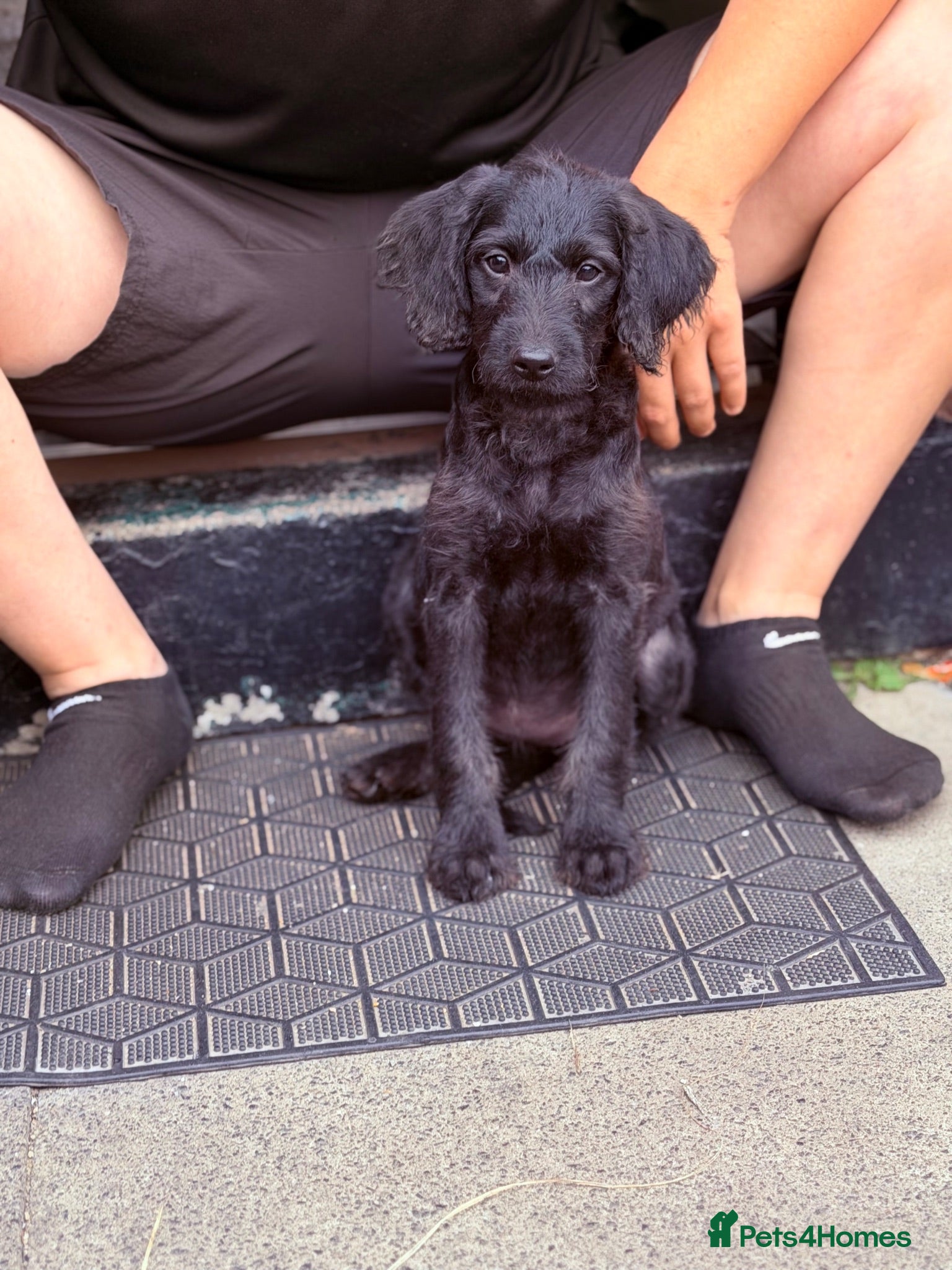 Labradoodle dogs Labradoodle Puppy - Advert 2