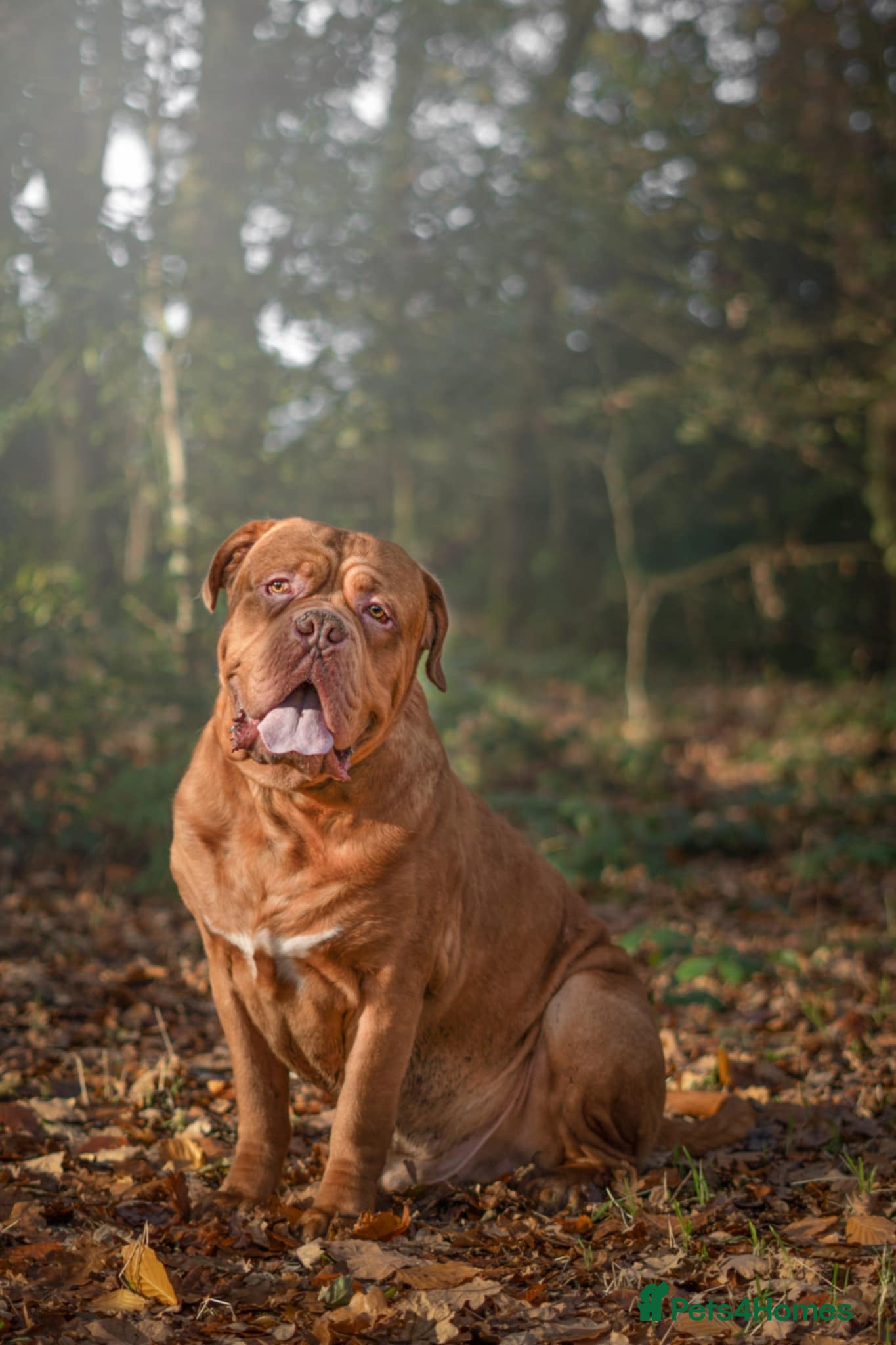 Dogue De Bordeaux dogs Loveable dogue de bordeaux Odin - Advert 18