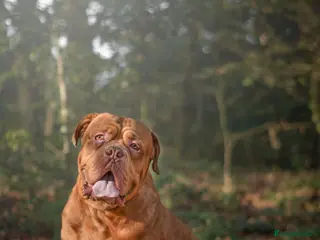 Dogue De Bordeaux dogs Loveable dogue de bordeaux Odin - Advert 18