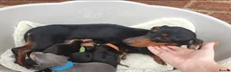 Miniature Dachshund dogs for sale: 🌟 Stunning minture dachshund Puppies  🌟 - Advert 29