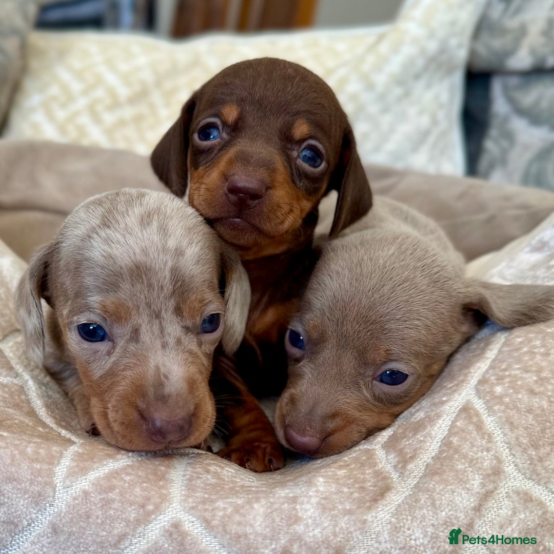 Miniature Dachshund dogs for sale: Miniature Dachshund Puppies LICENSED BREEDER - Image 4