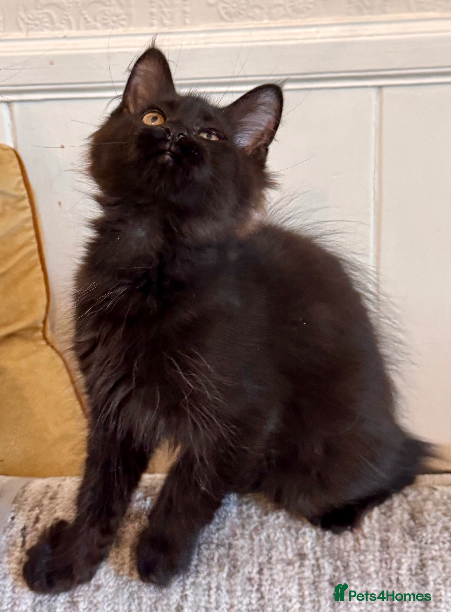 Maine Coon cats Exceptional TICA Pedigree Maine Coon (active) - Advert 2