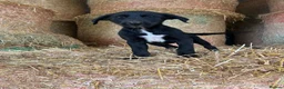 Border Collie dogs for sale: 5 Collie Pups - Advert 11