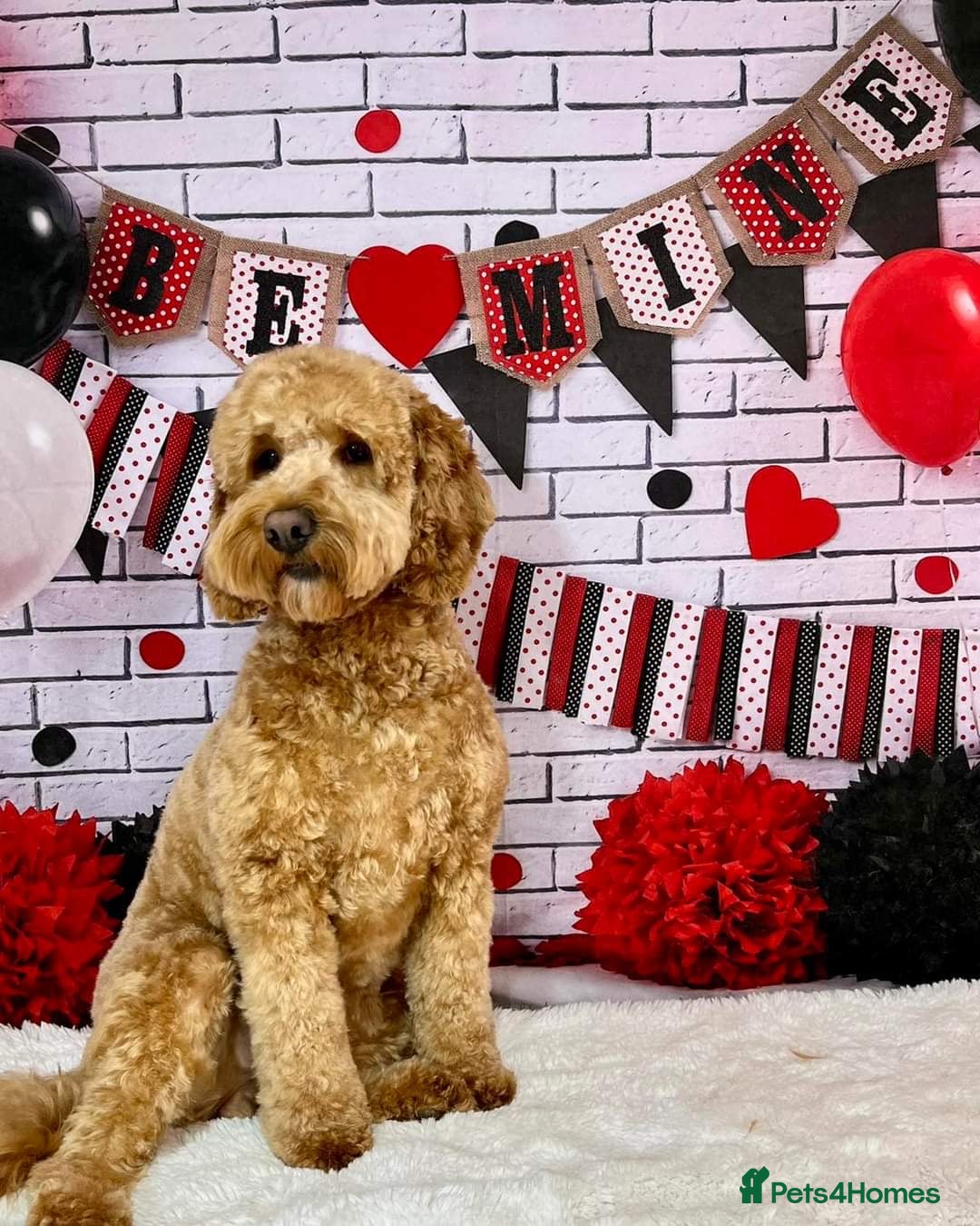 Cockapoo dogs for sale: Cockapoo bitch red 3 years old  - Image 7