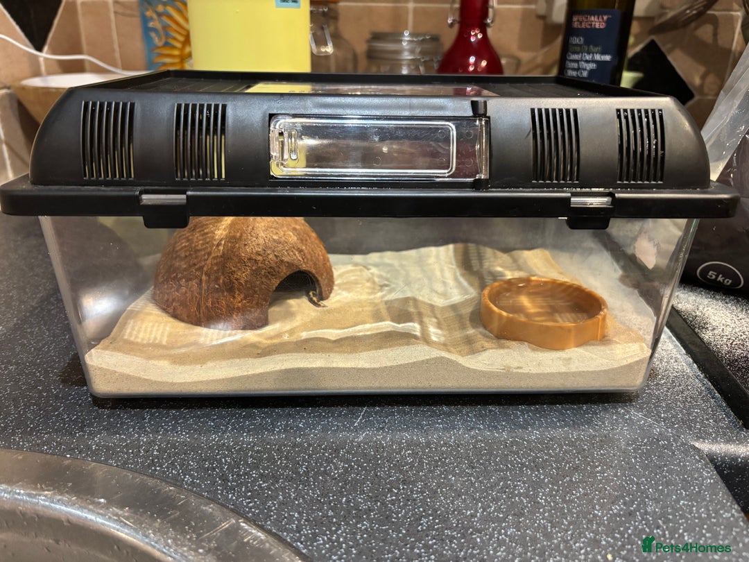 Snake reptiles for sale: Kenyan sand boa - Image 5