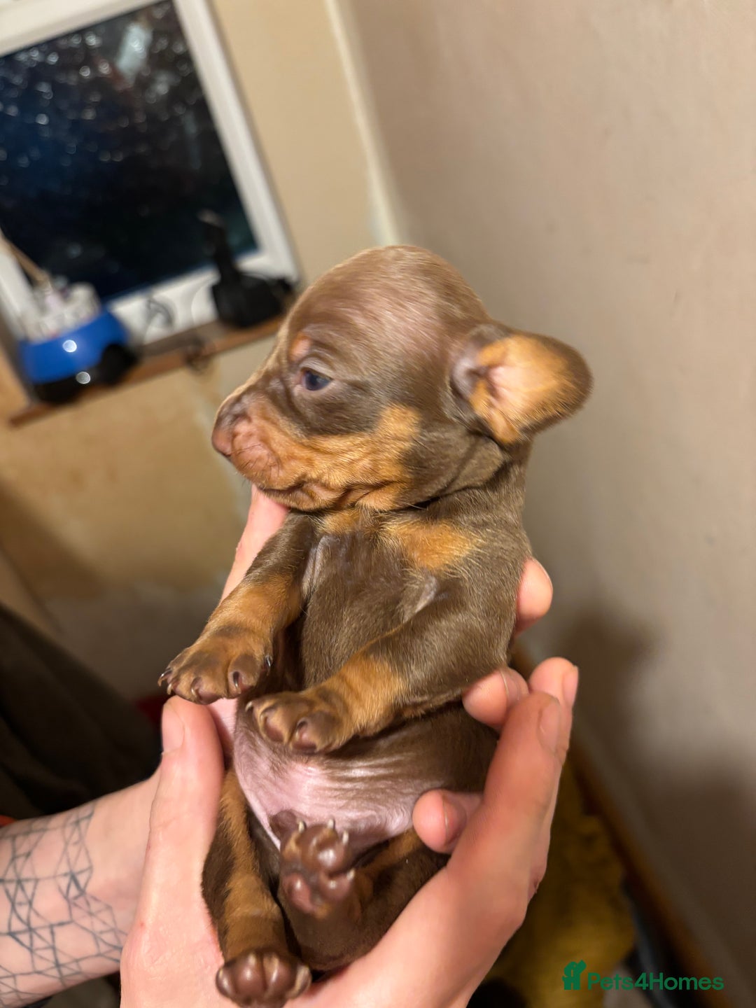 Dachshund dogs for sale: Gorgeous brown and tan dachshund puppies   - Advert 6