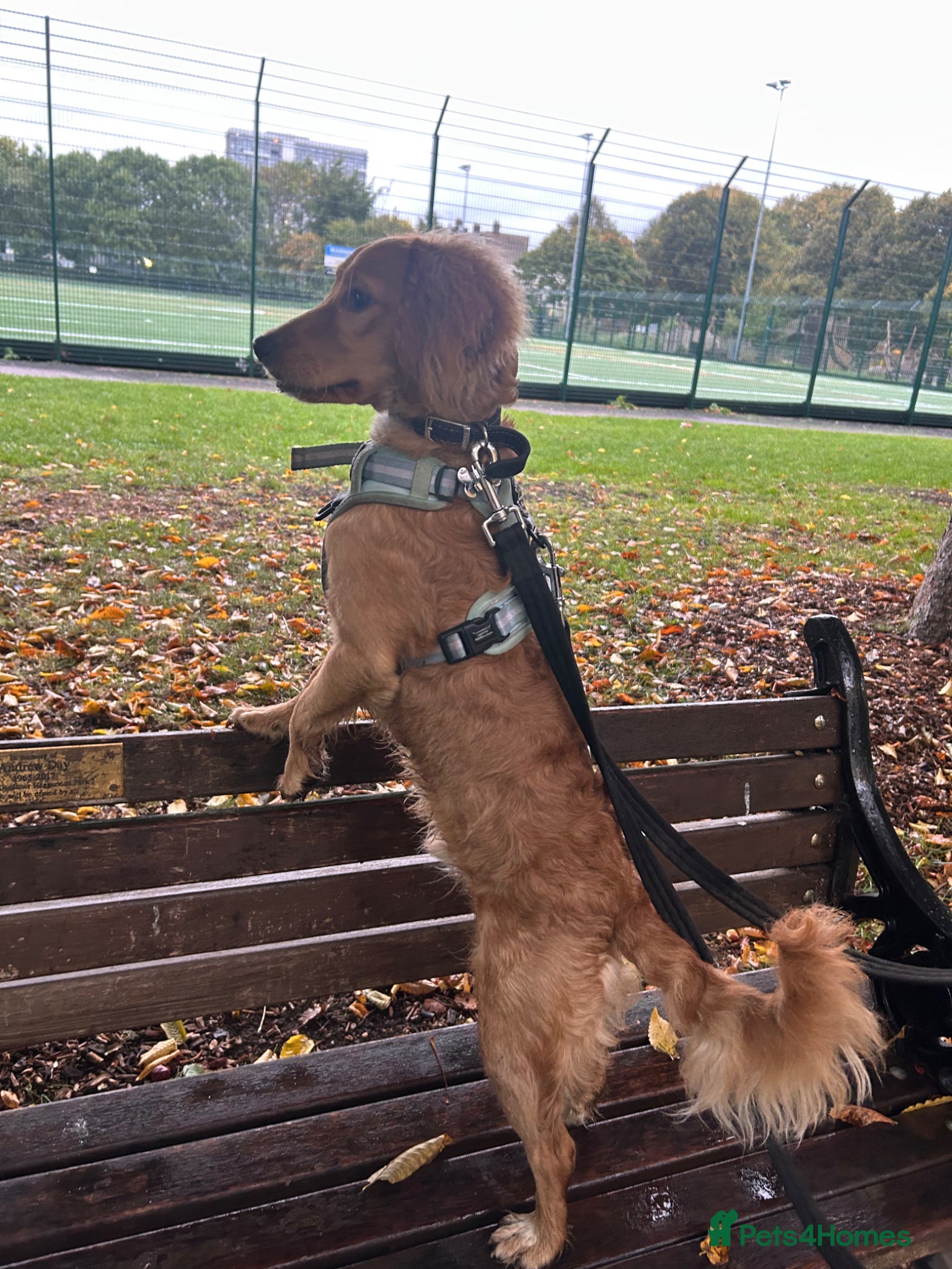 Cockapoo dogs Cockapoo male  - Advert 1