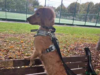 Cockapoo dogs Cockapoo male - Advert 1