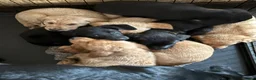 Labrador Retriever dogs for sale: Beautiful litter of mixed puppies  - Advert 29