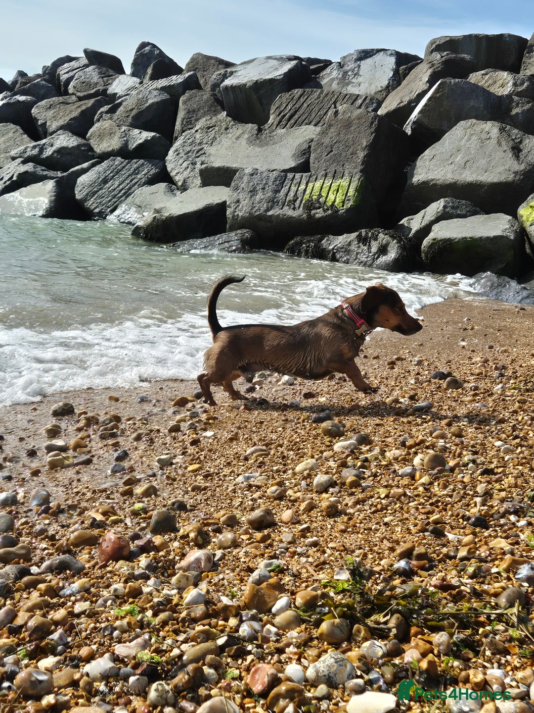Mixed Breed dogs for sale: Albie - Image 5