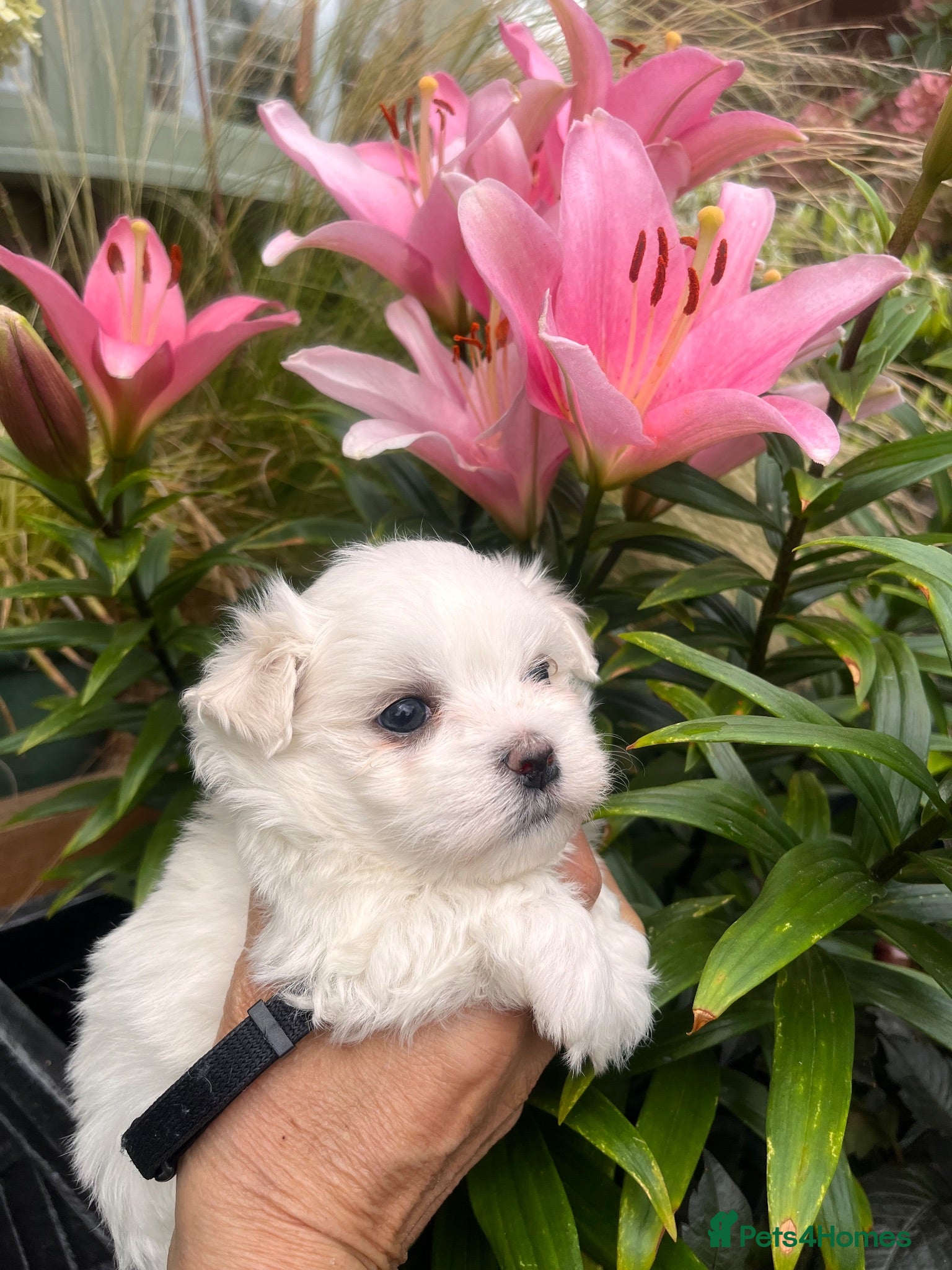 Maltese dogs Happy Tiny KC Reg Boys - Advert 2