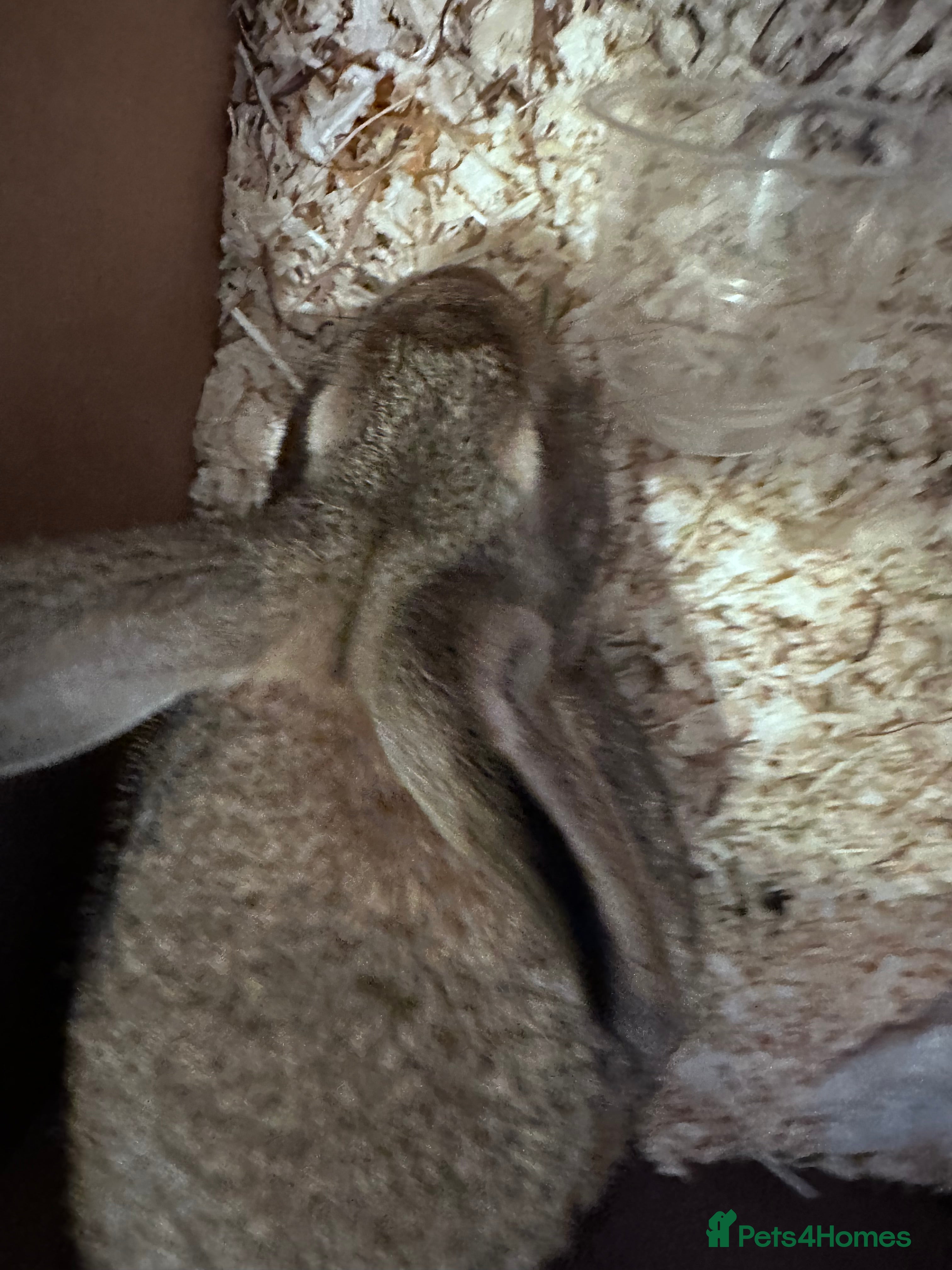 Mixed Breed rabbits Lop X Rex doe - Advert 1