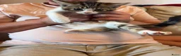 Mixed Breed cats for sale: Litter of 6 beautiful kittens - Advert 4
