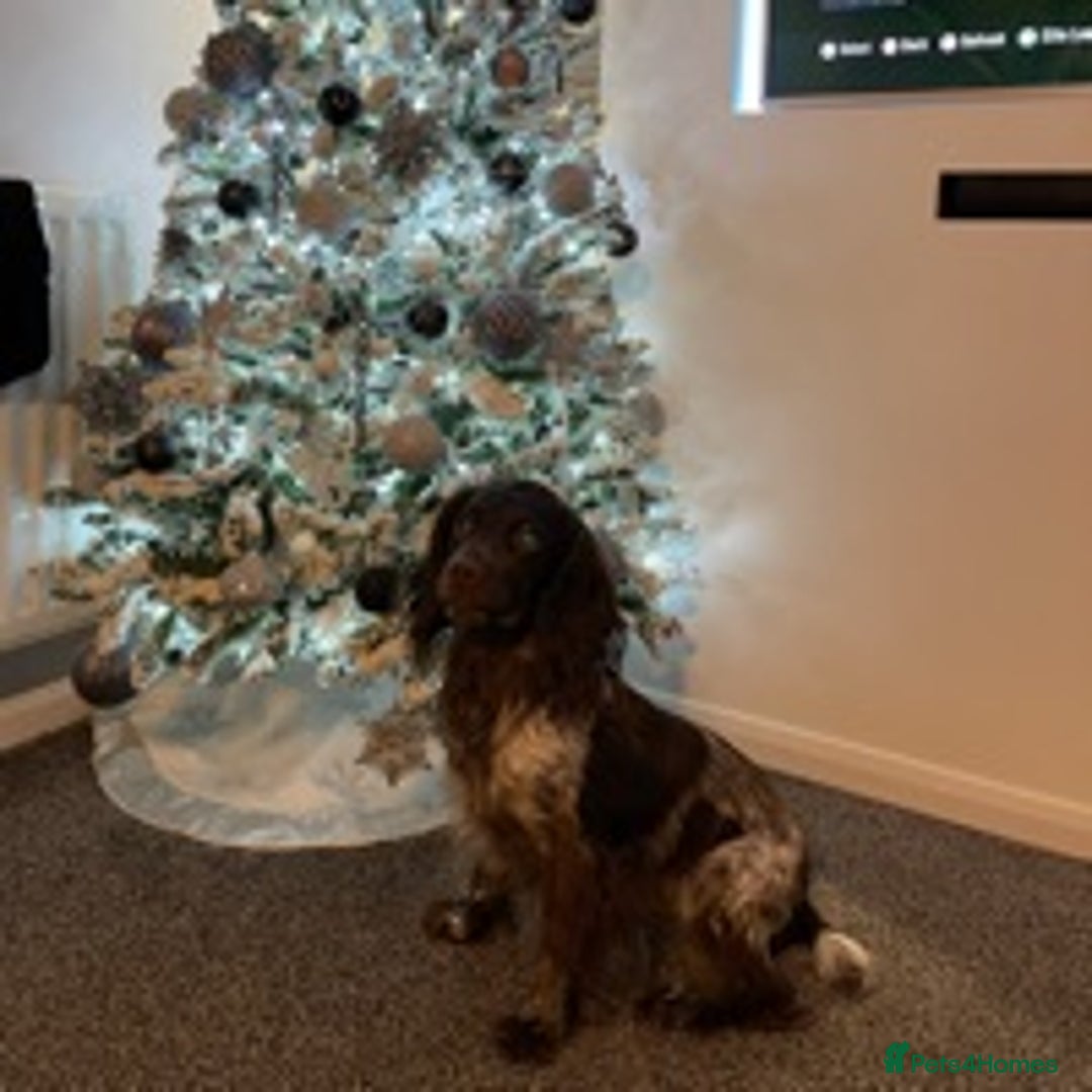 Cocker Spaniel dogs for stud: 🔥KC COCKER SPANIEL STUD🔥 in Gateshead - Advert 1