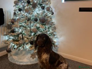 Cocker Spaniel dogs in Gateshead - Advert 11