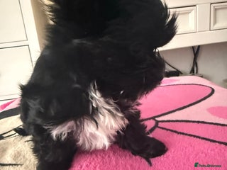 Yorkshire Terrier dogs - Advert 7